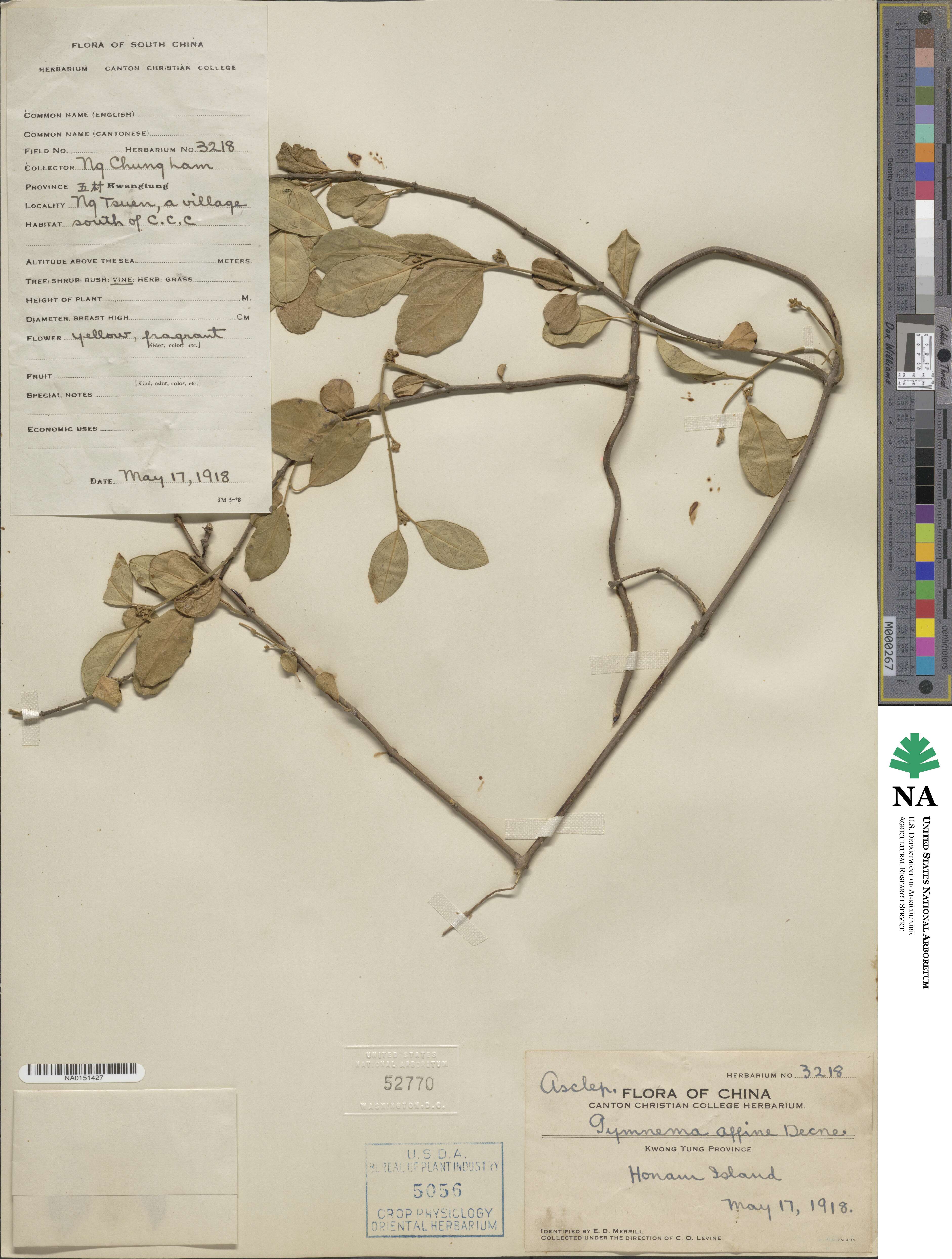 Gymnema sylvestre image