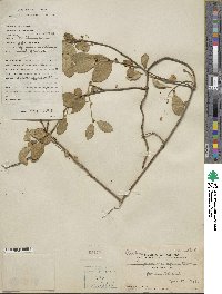 Gymnema sylvestre image