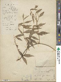 Gymnema sylvestre image