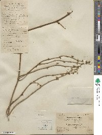 Gymnema sylvestre image