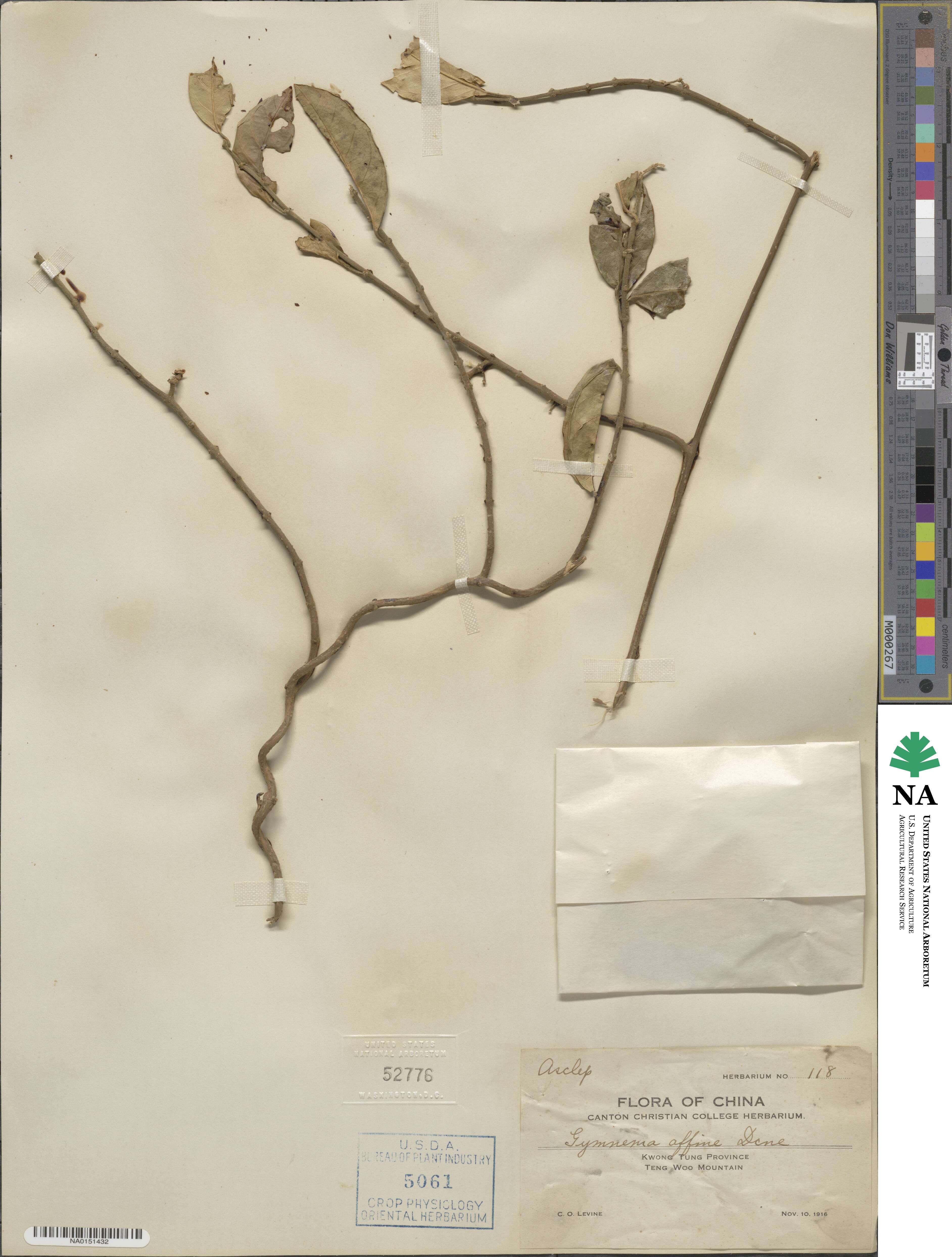 Gymnema sylvestre image