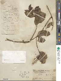 Gymnema sylvestre image