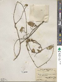 Gymnema sylvestre image