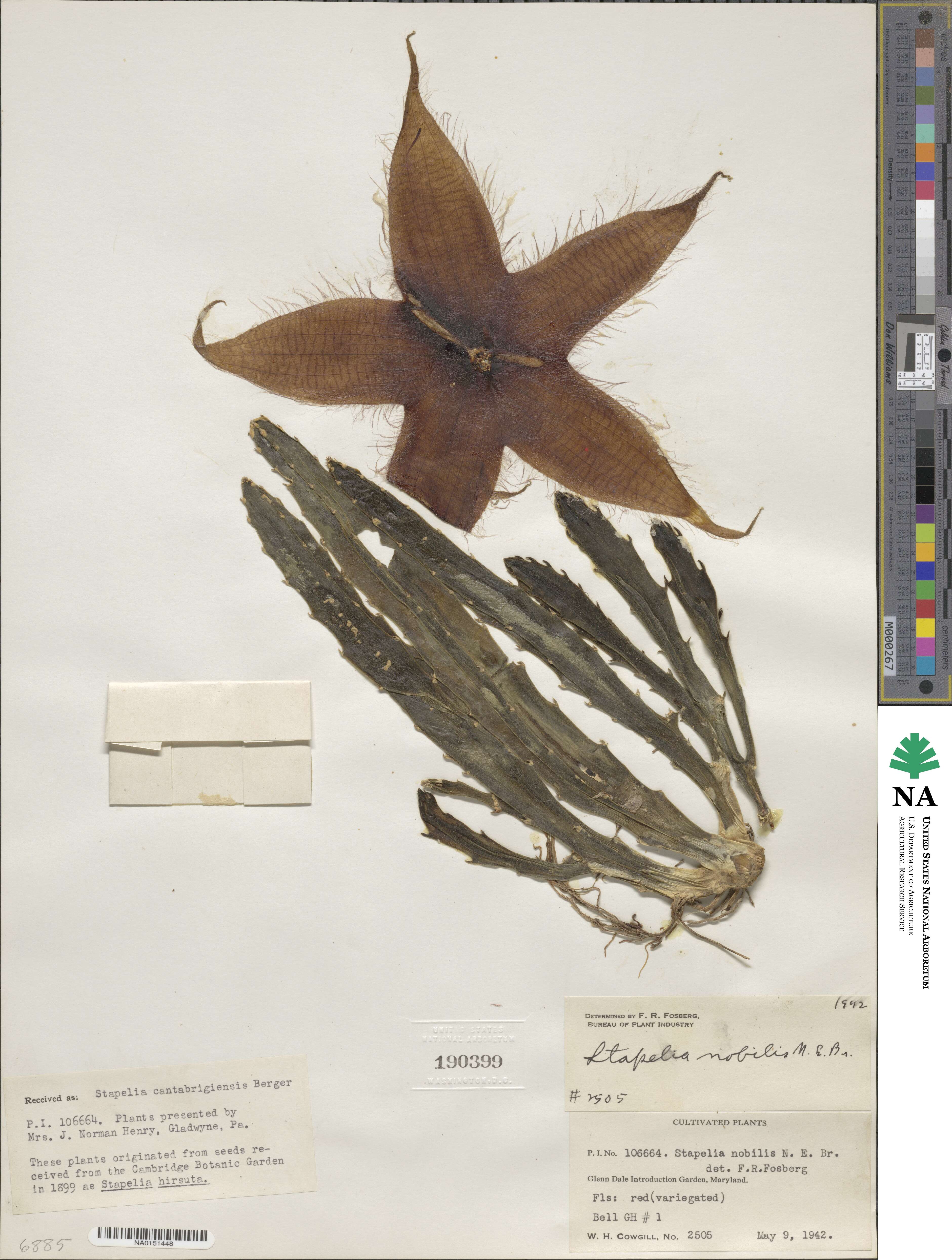 Ceropegia gigantea image