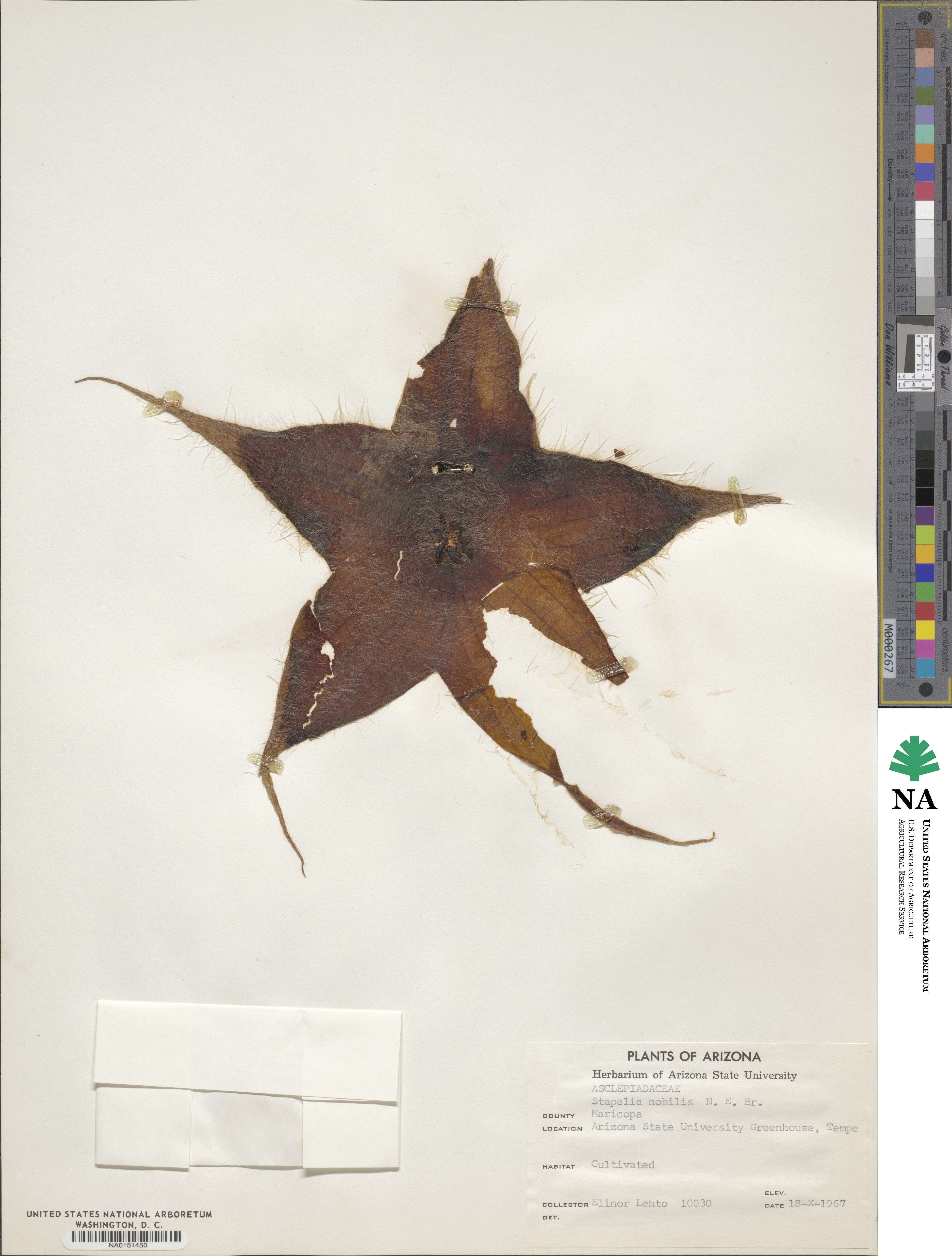 Ceropegia gigantea image