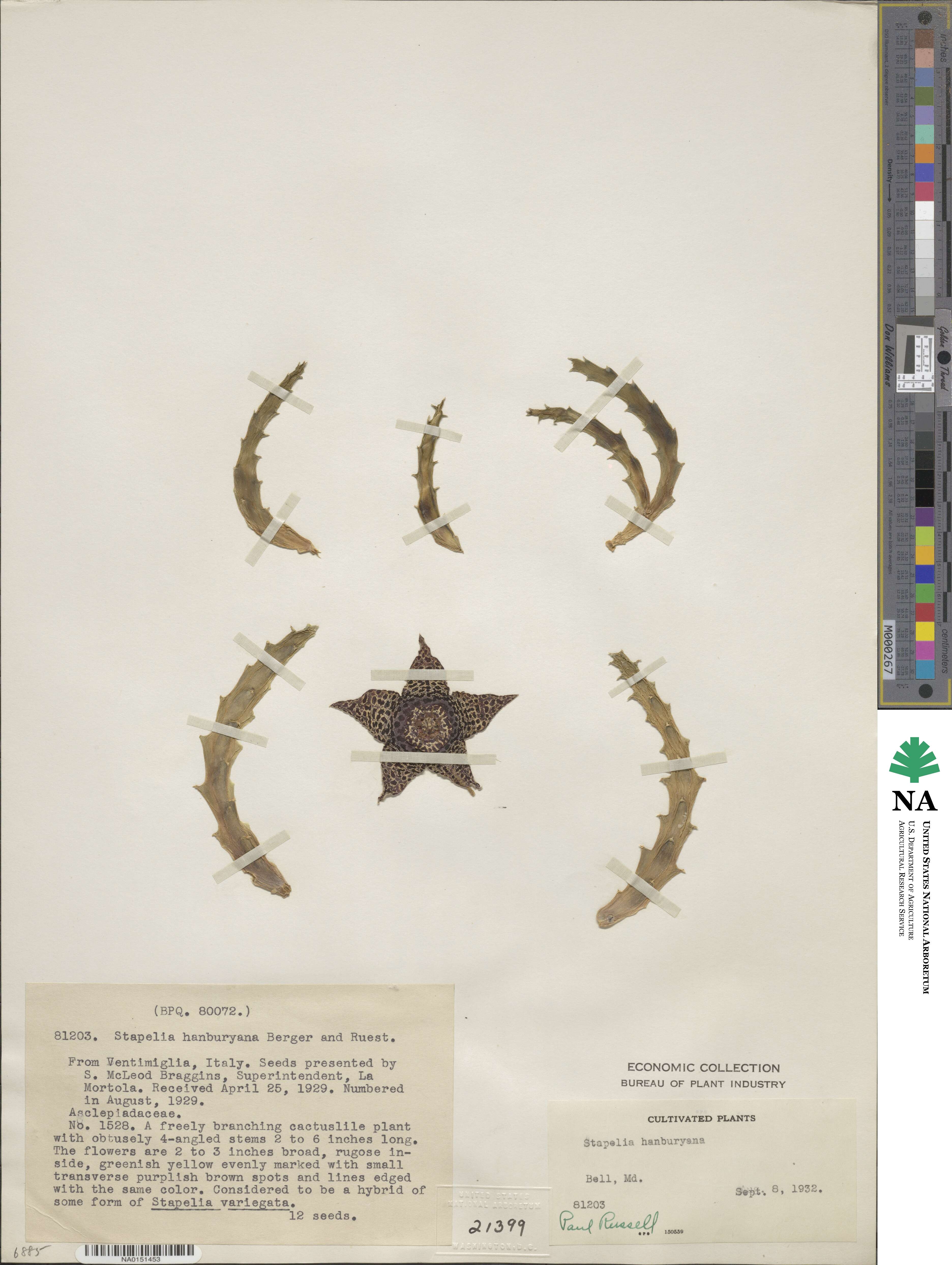 Stapelia image