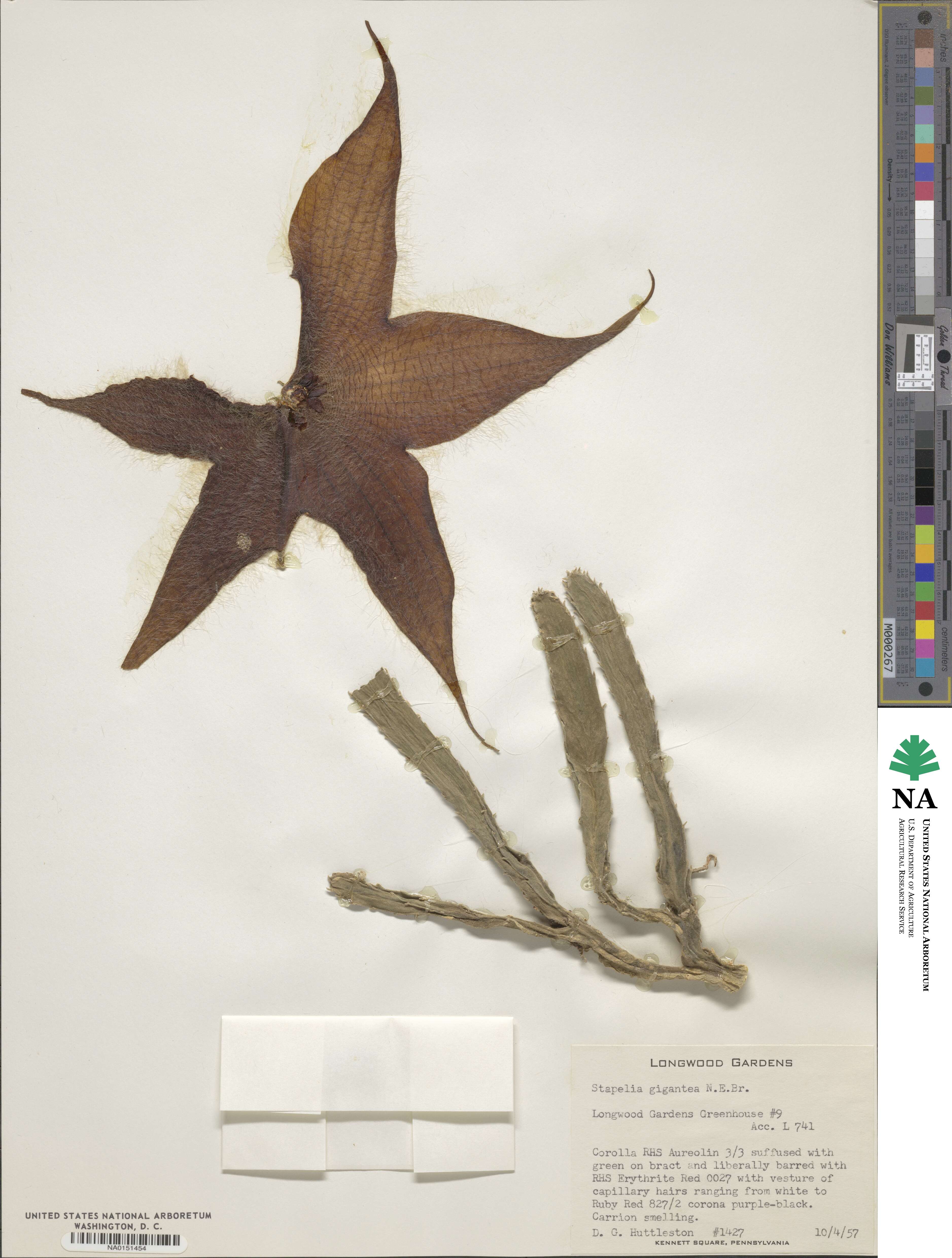 Ceropegia gigantea image