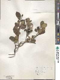 Gymnema sylvestre image