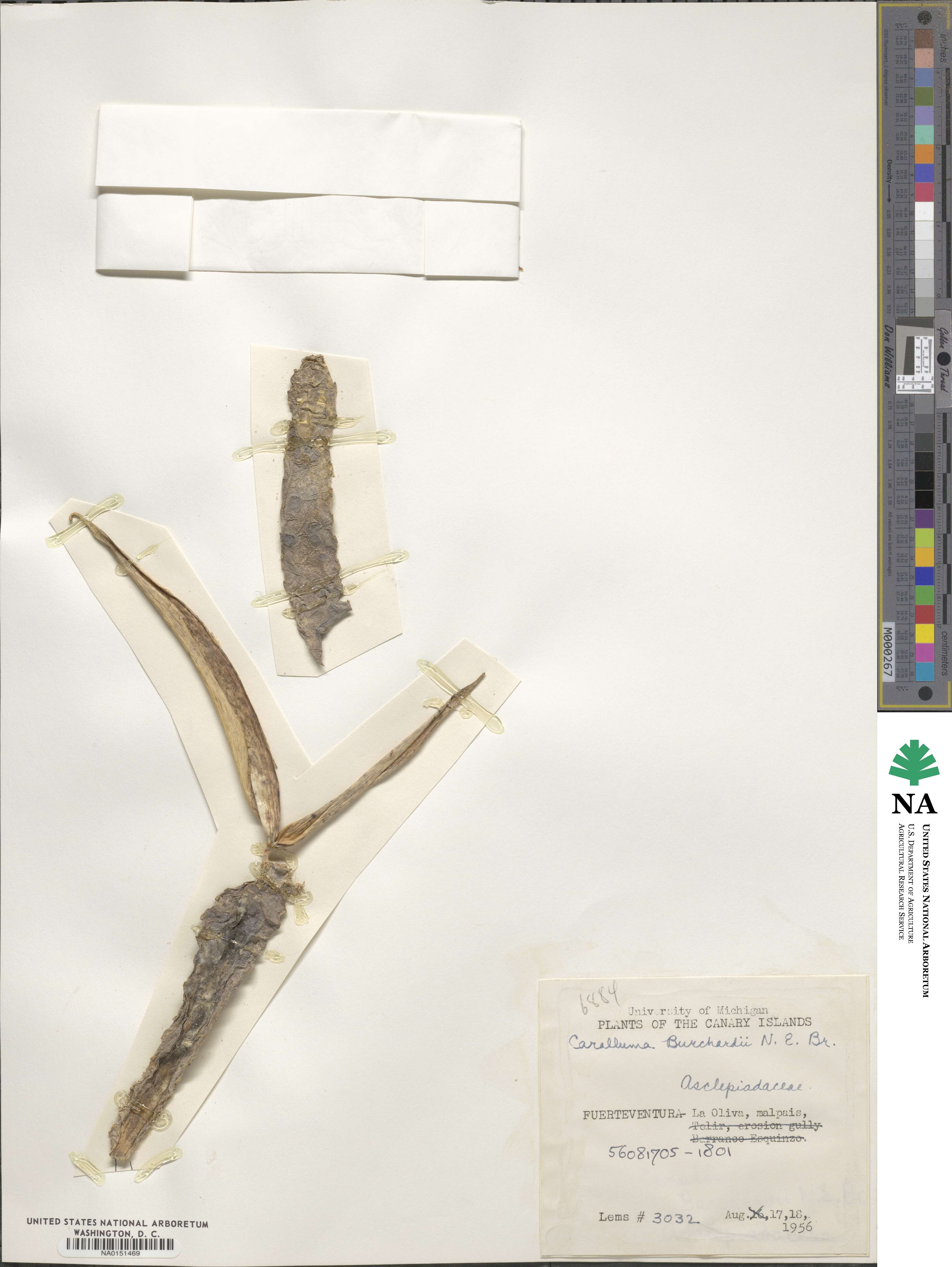 Ceropegia burchardii image