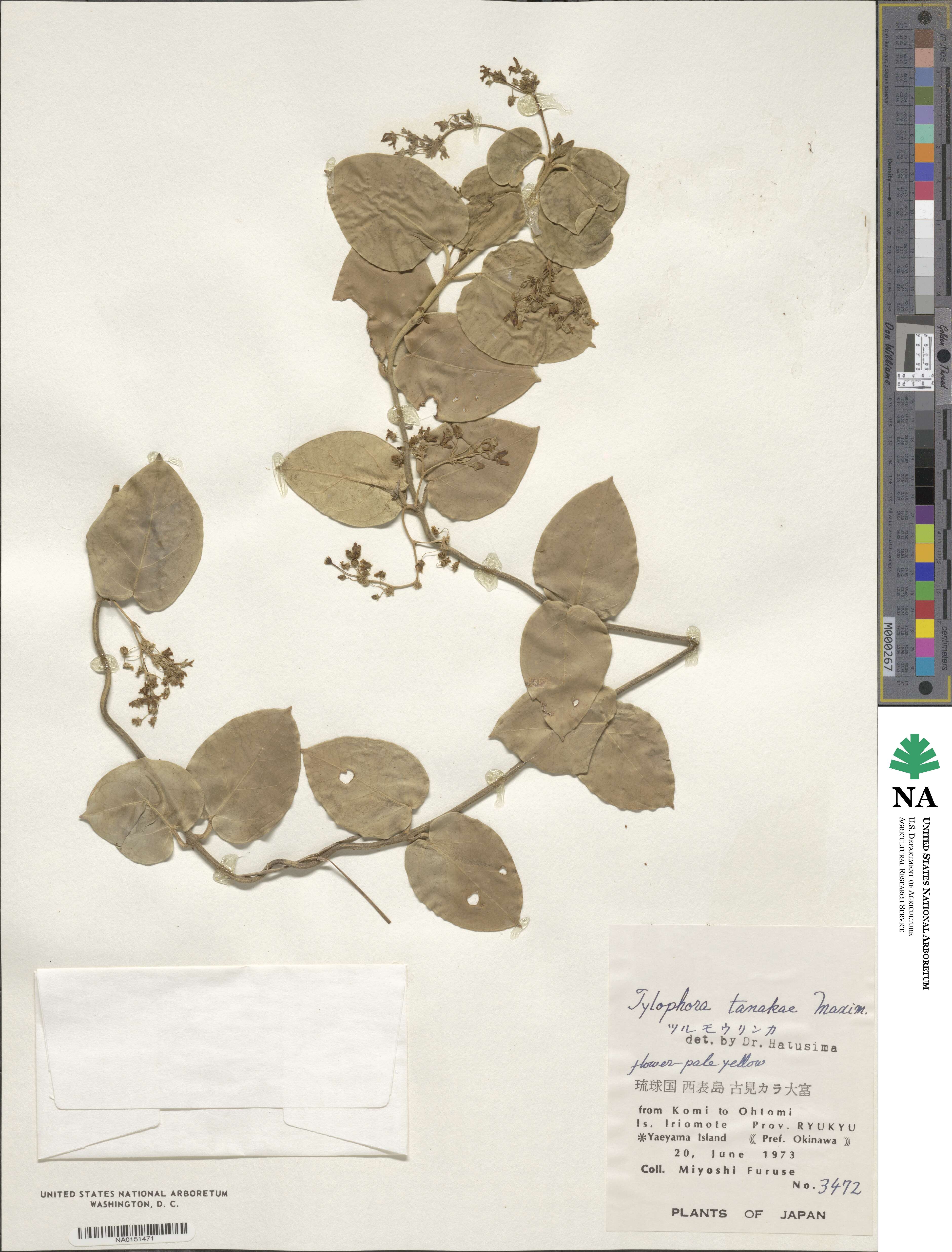 Vincetoxicum tanakae image
