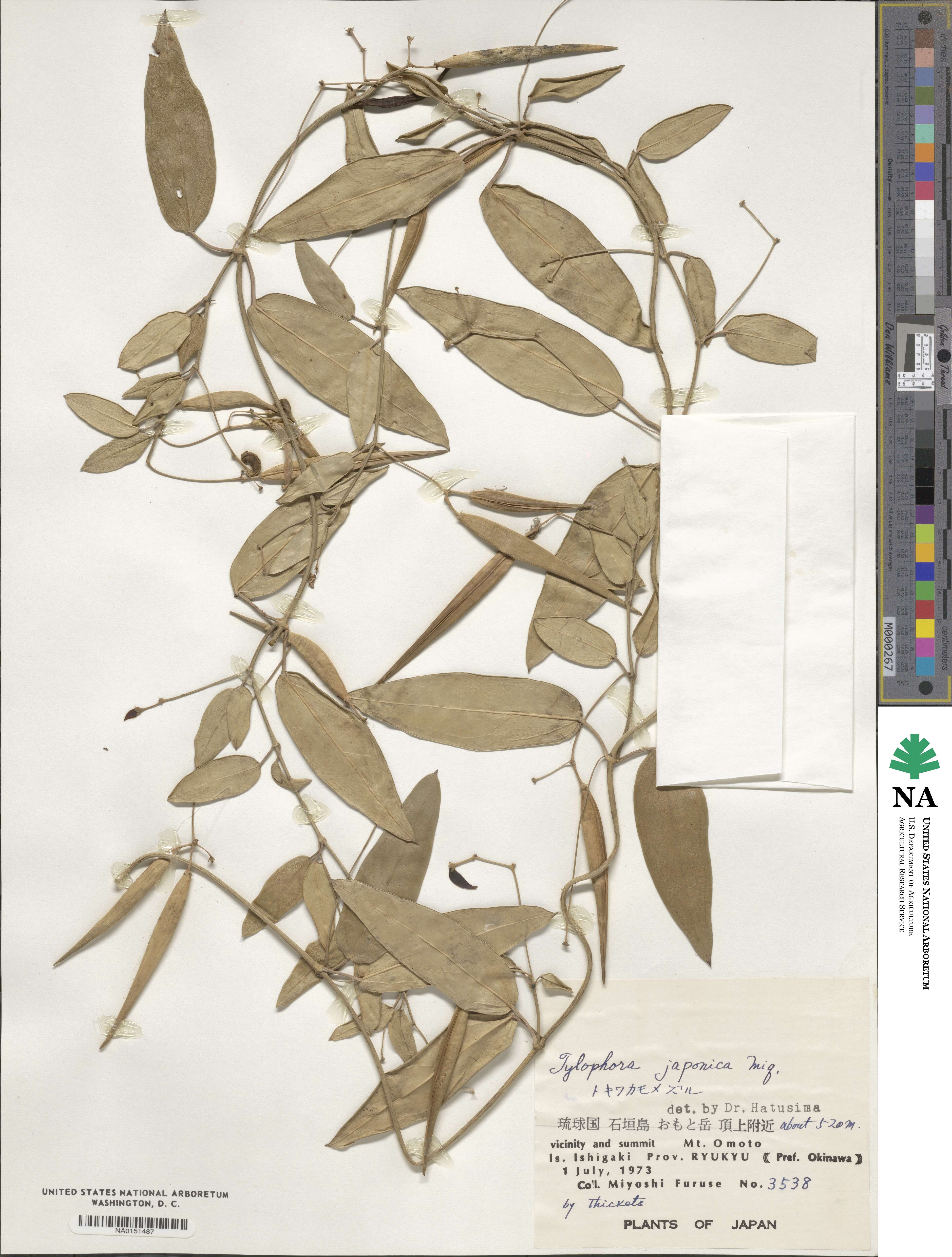 Vincetoxicum kawaroense image
