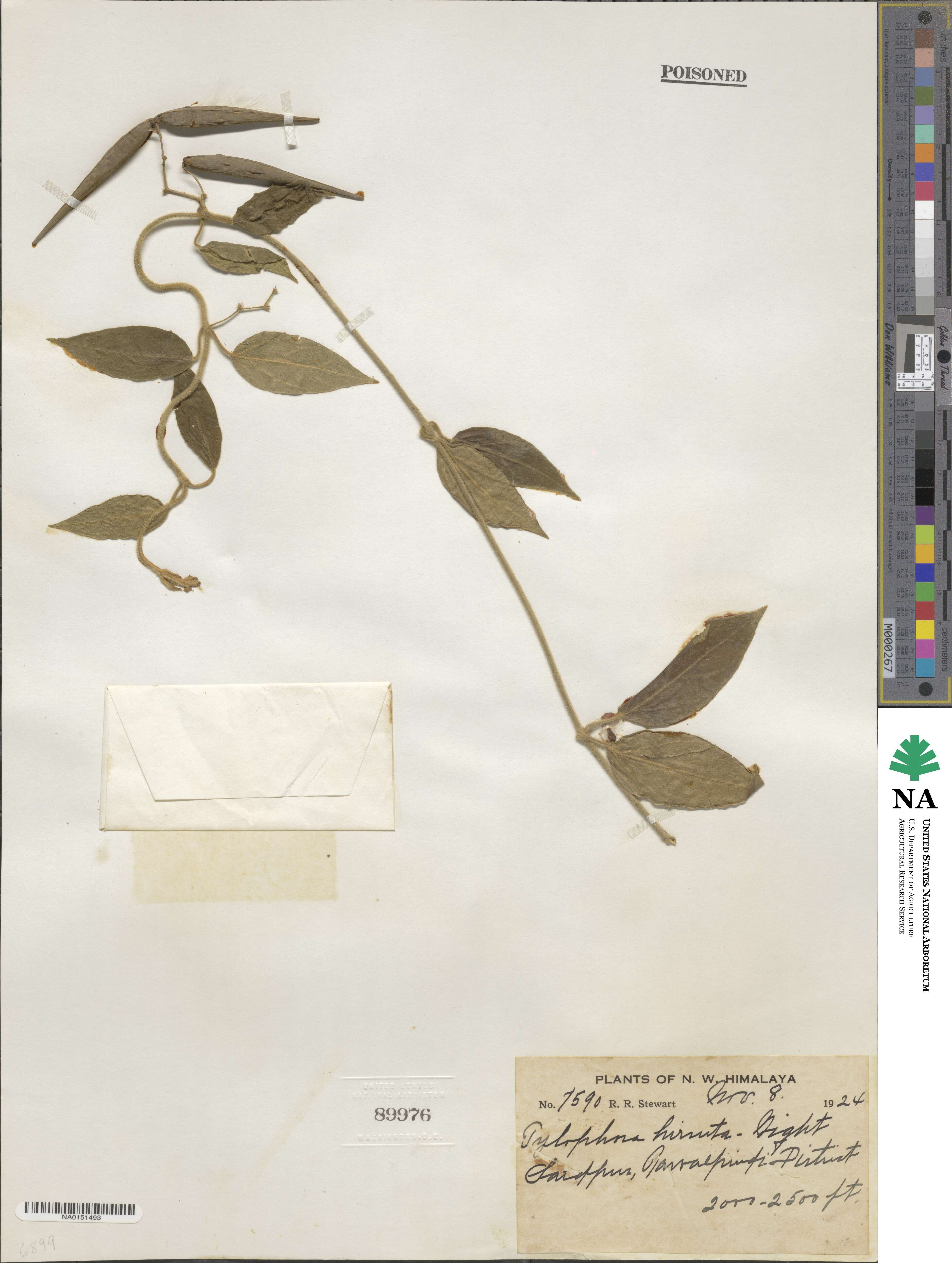 Vincetoxicum hirsutum image