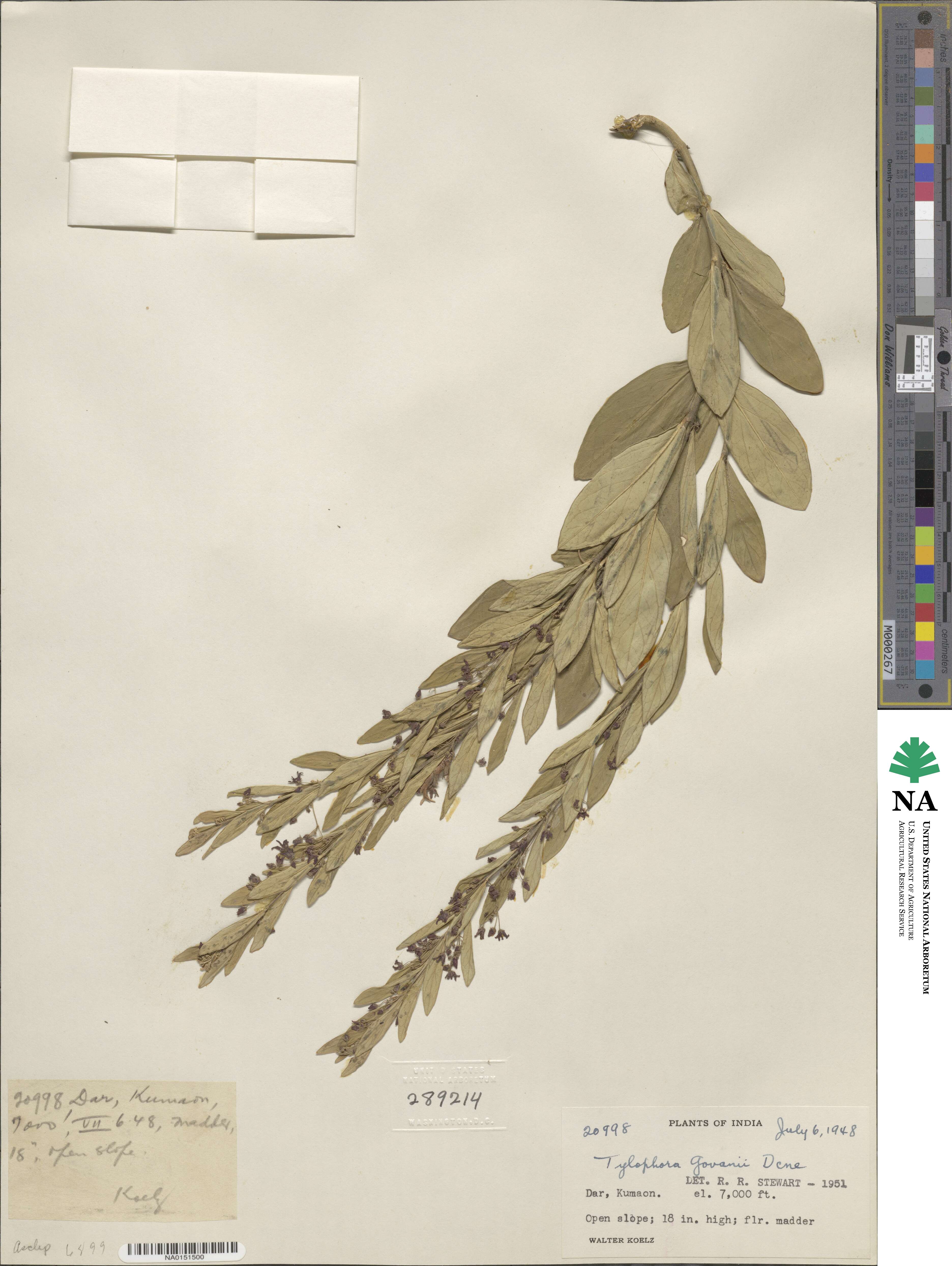 Vincetoxicum govanii image