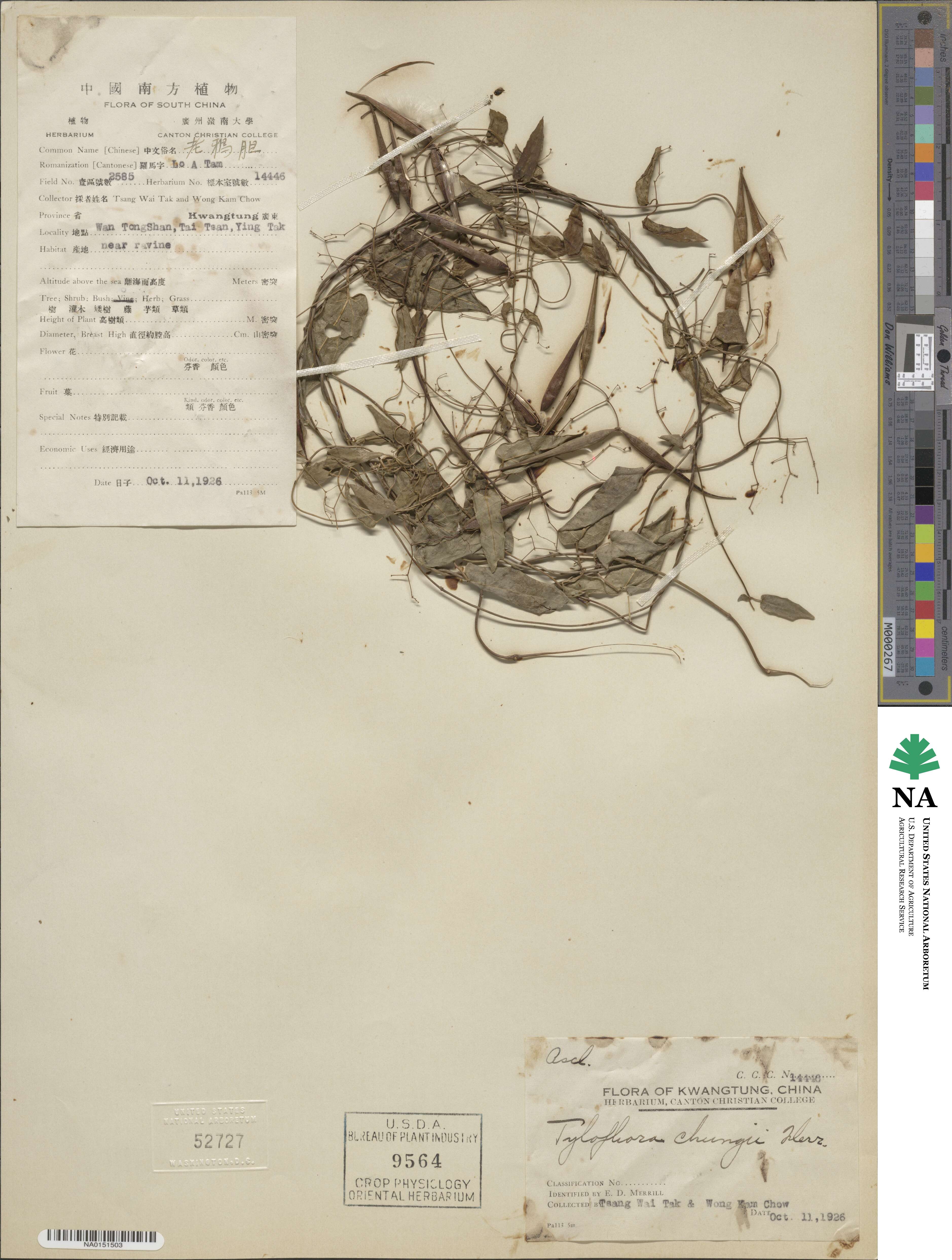 Vincetoxicum nikoense image