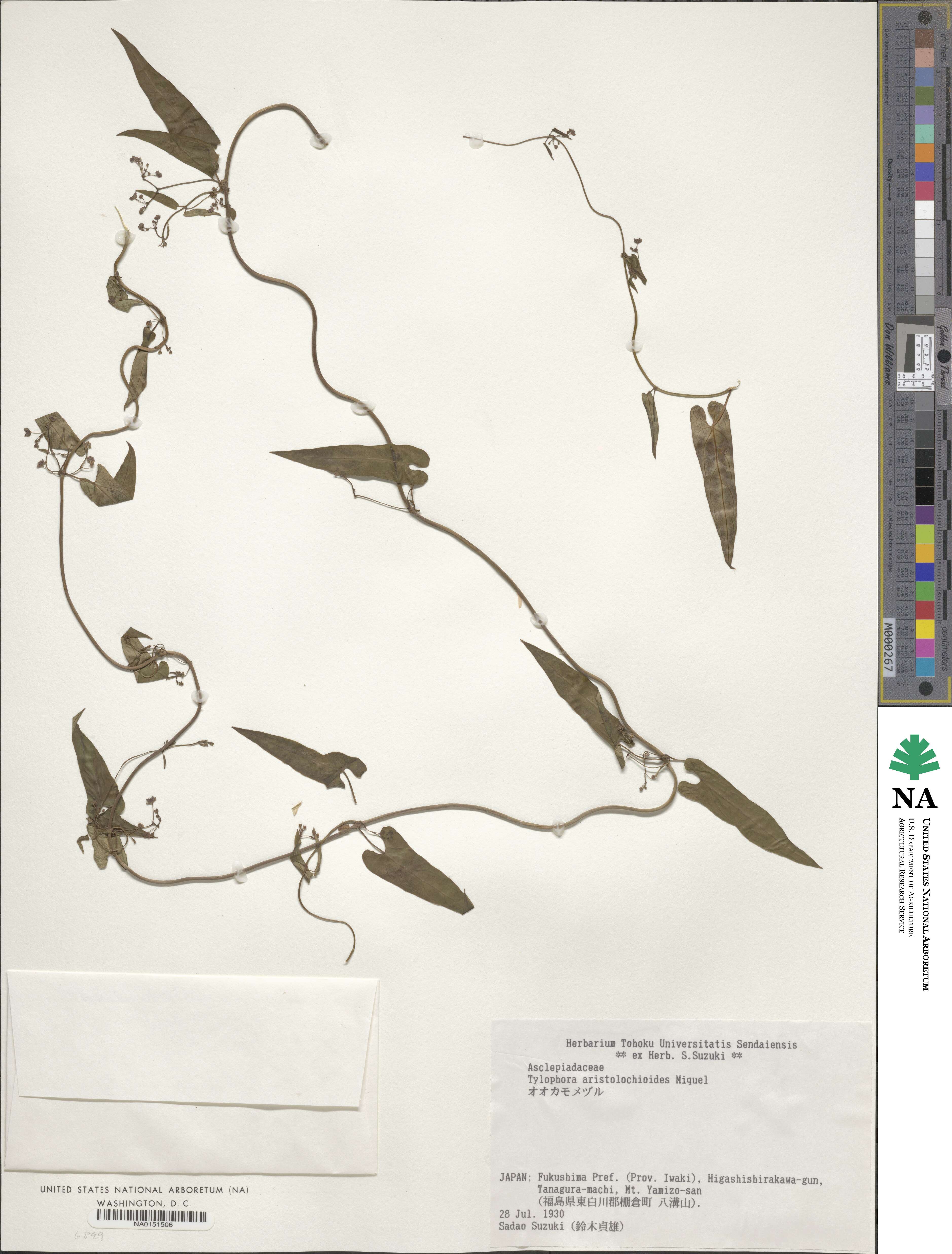 Vincetoxicum aristolochioides image