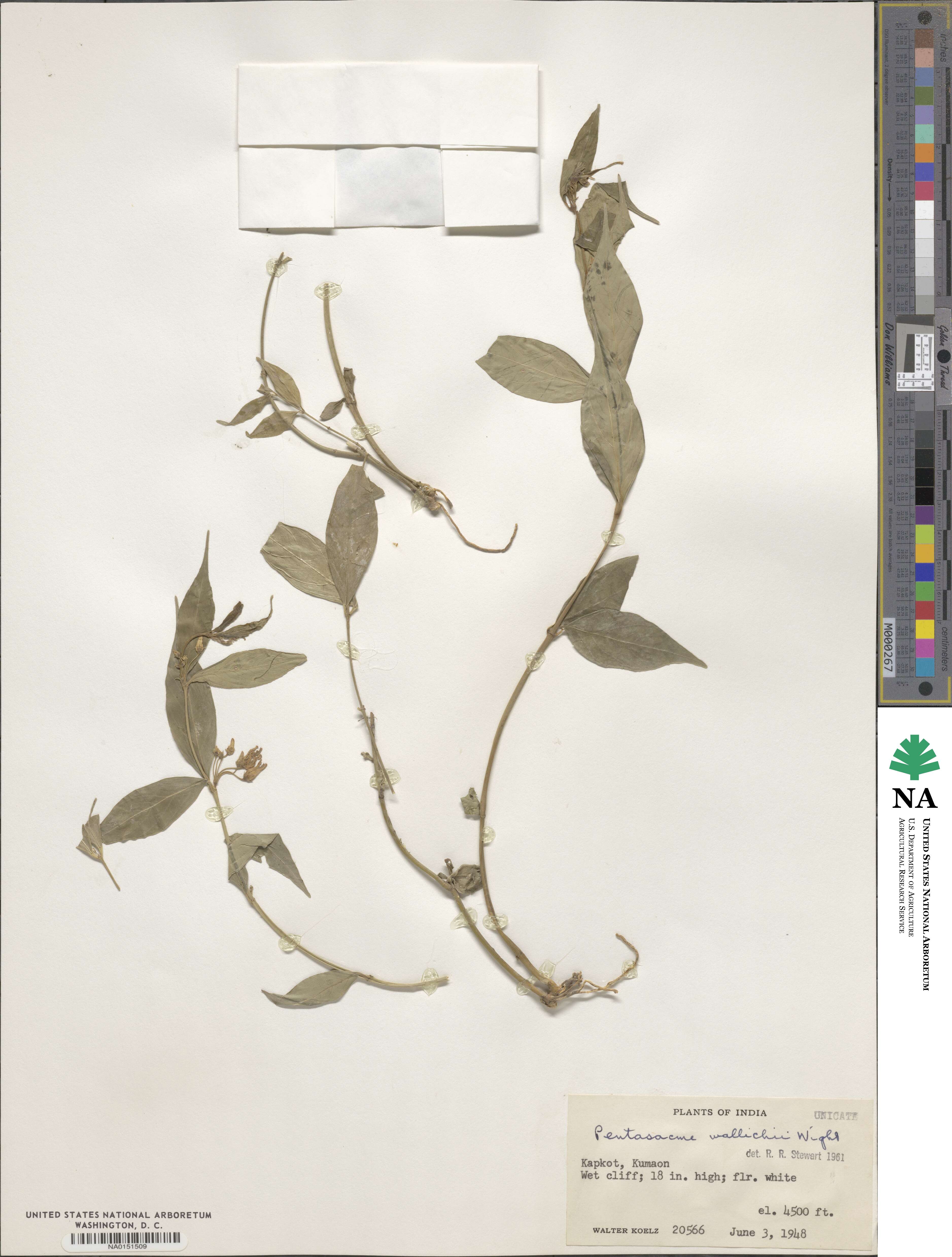 Pentasacme wallichii image