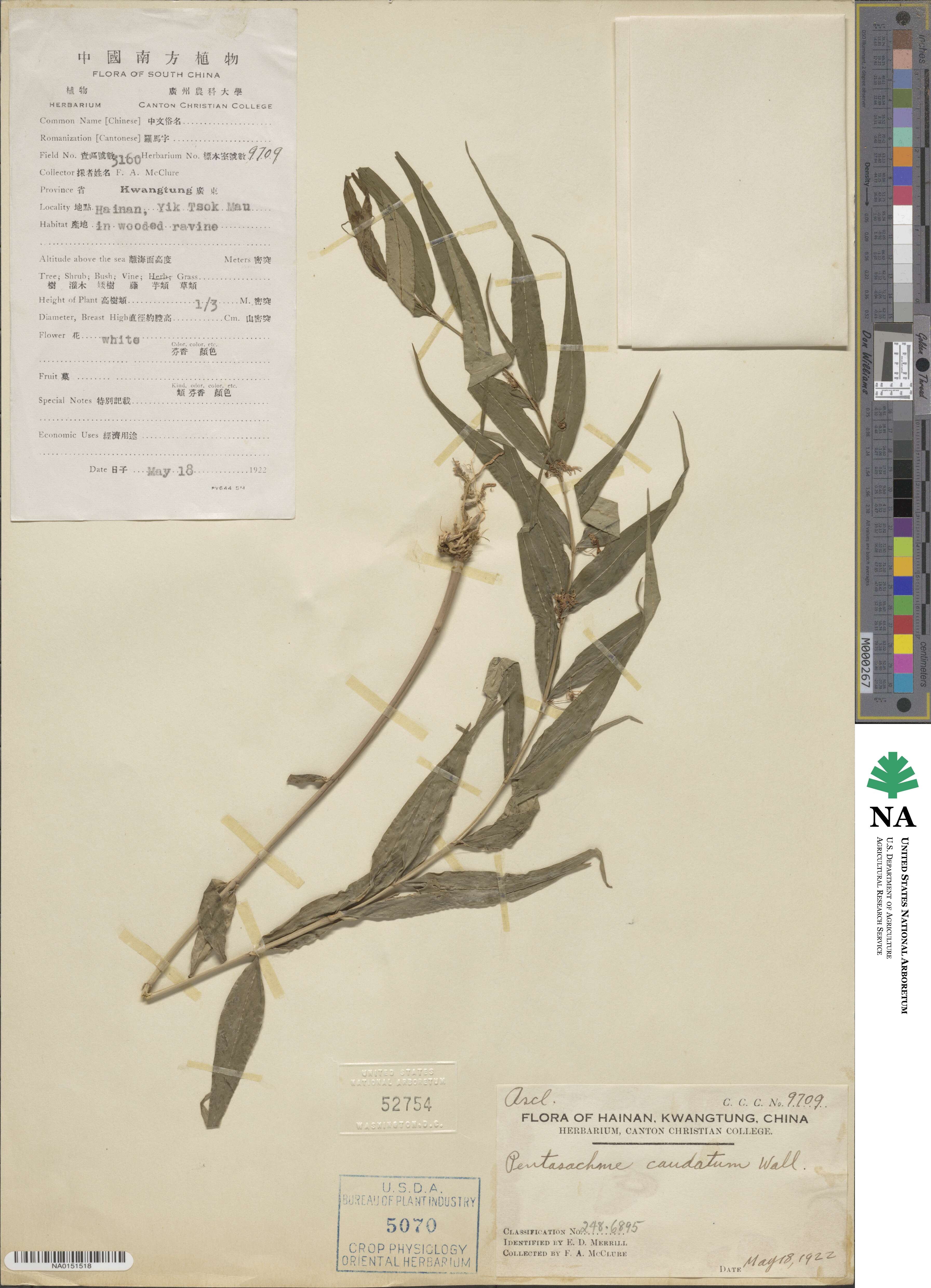 Pentasacme caudatum image