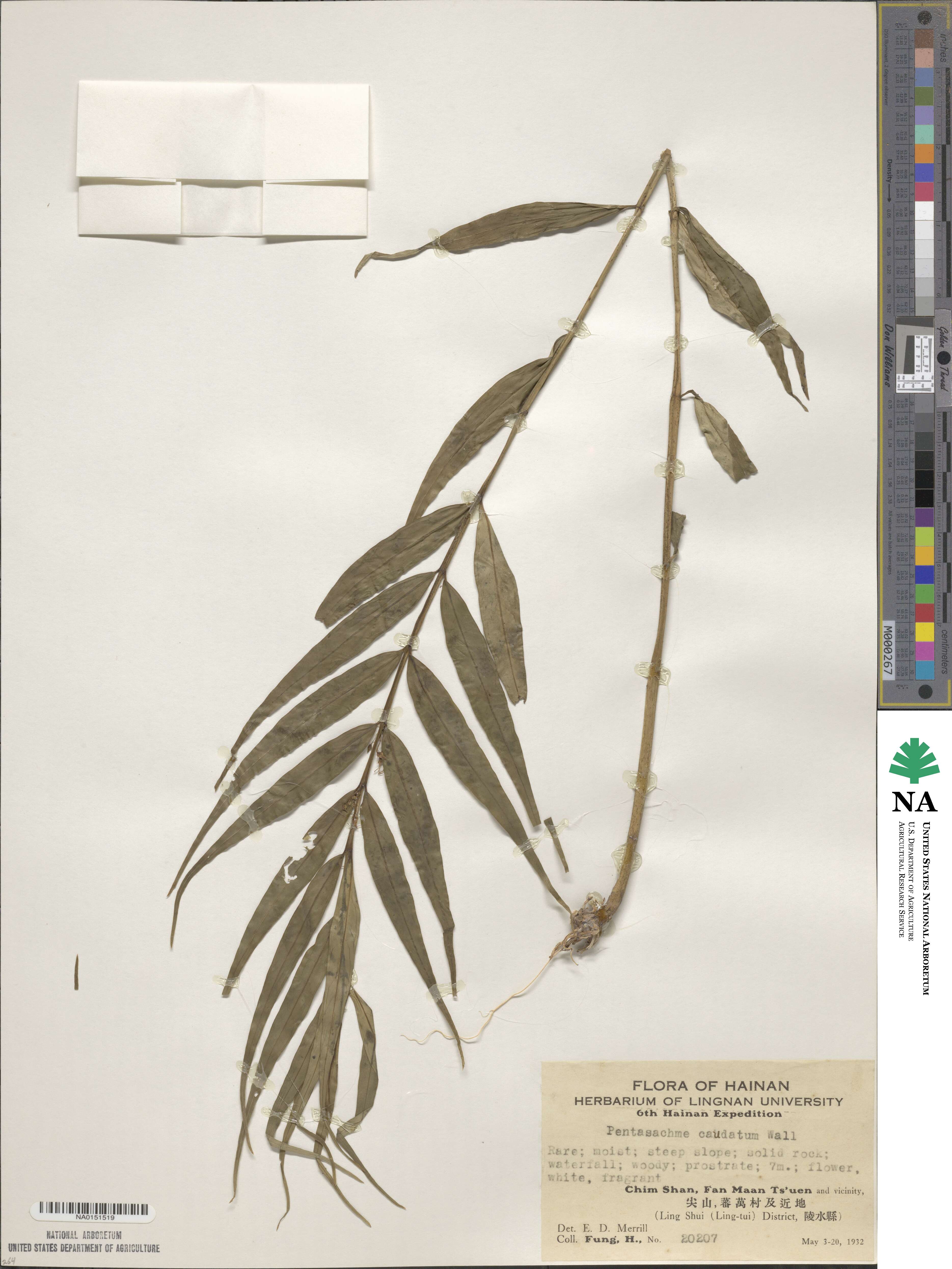 Pentasacme caudatum image