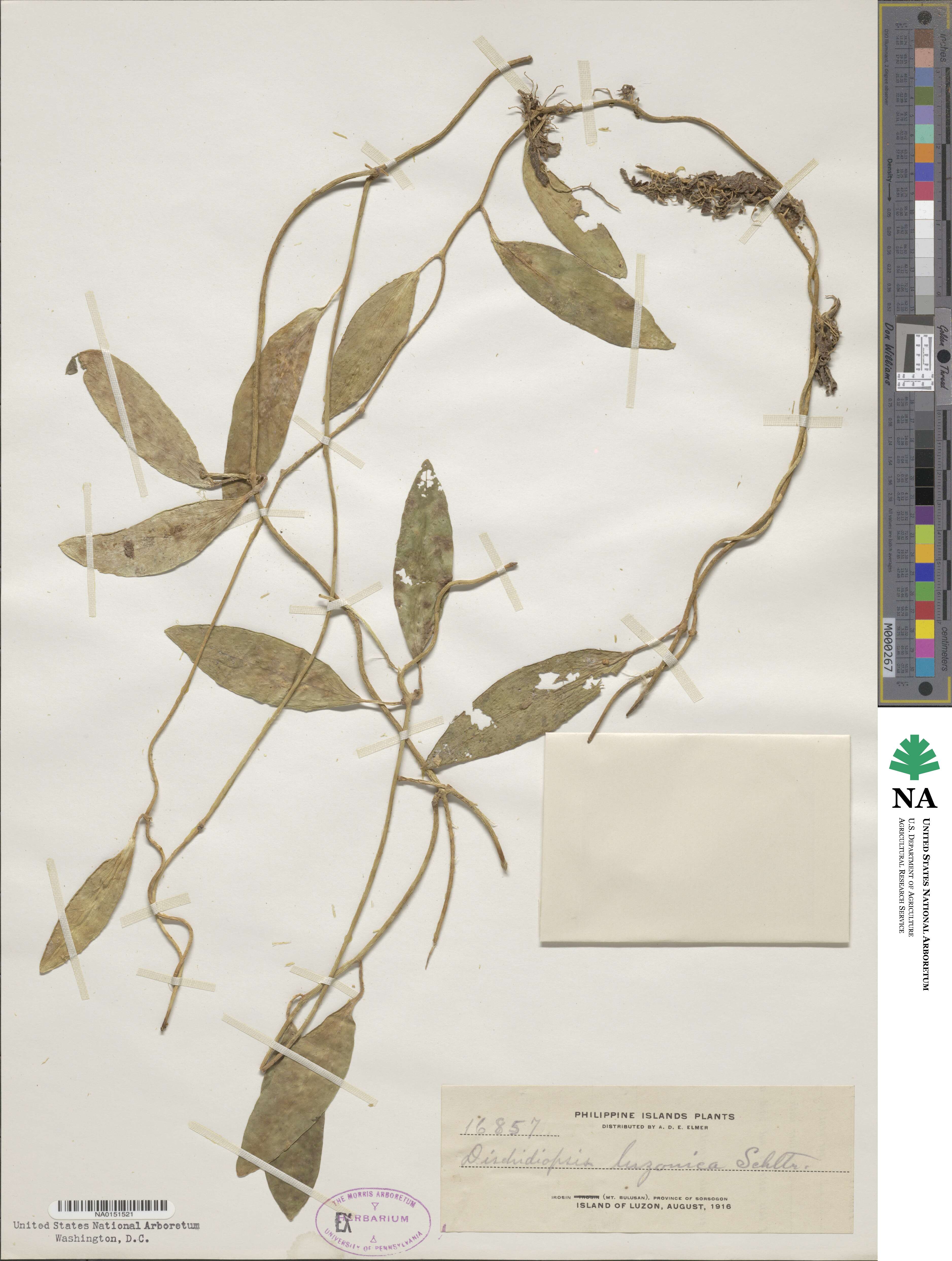 Dischidia luzonica image