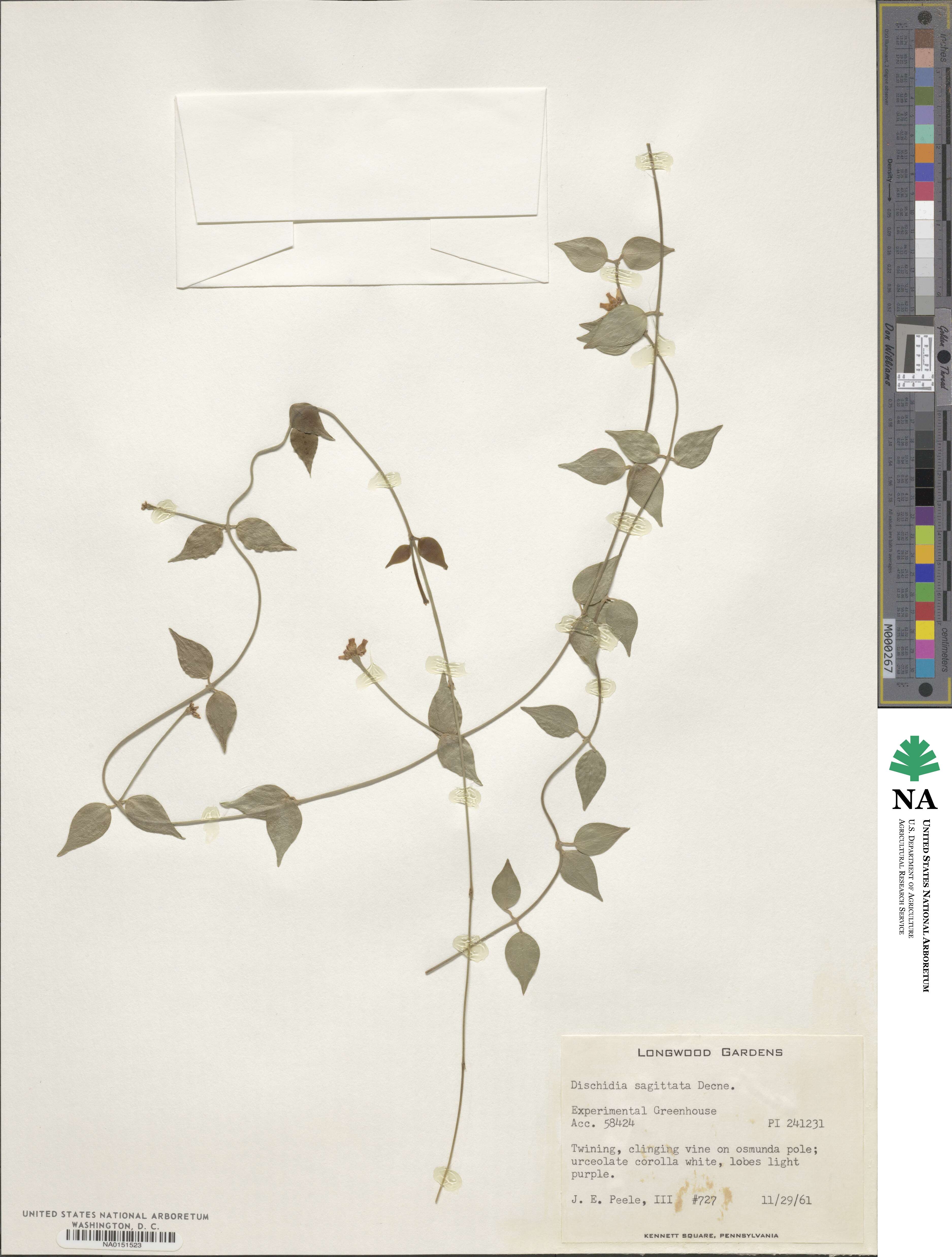Dischidia sagittata image