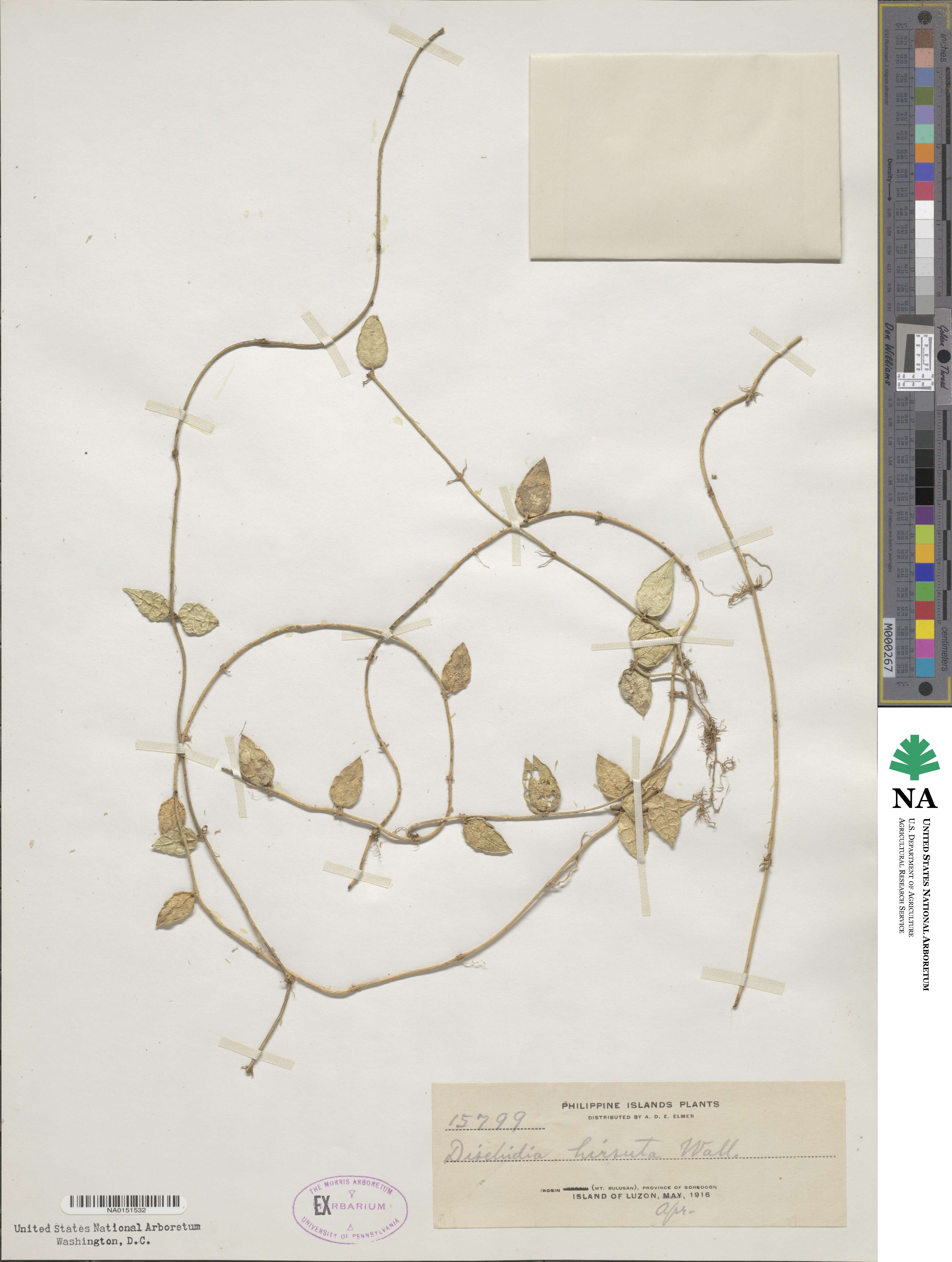 Dischidia hirsuta image