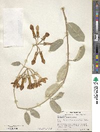 Image of Stephanotis floribunda
