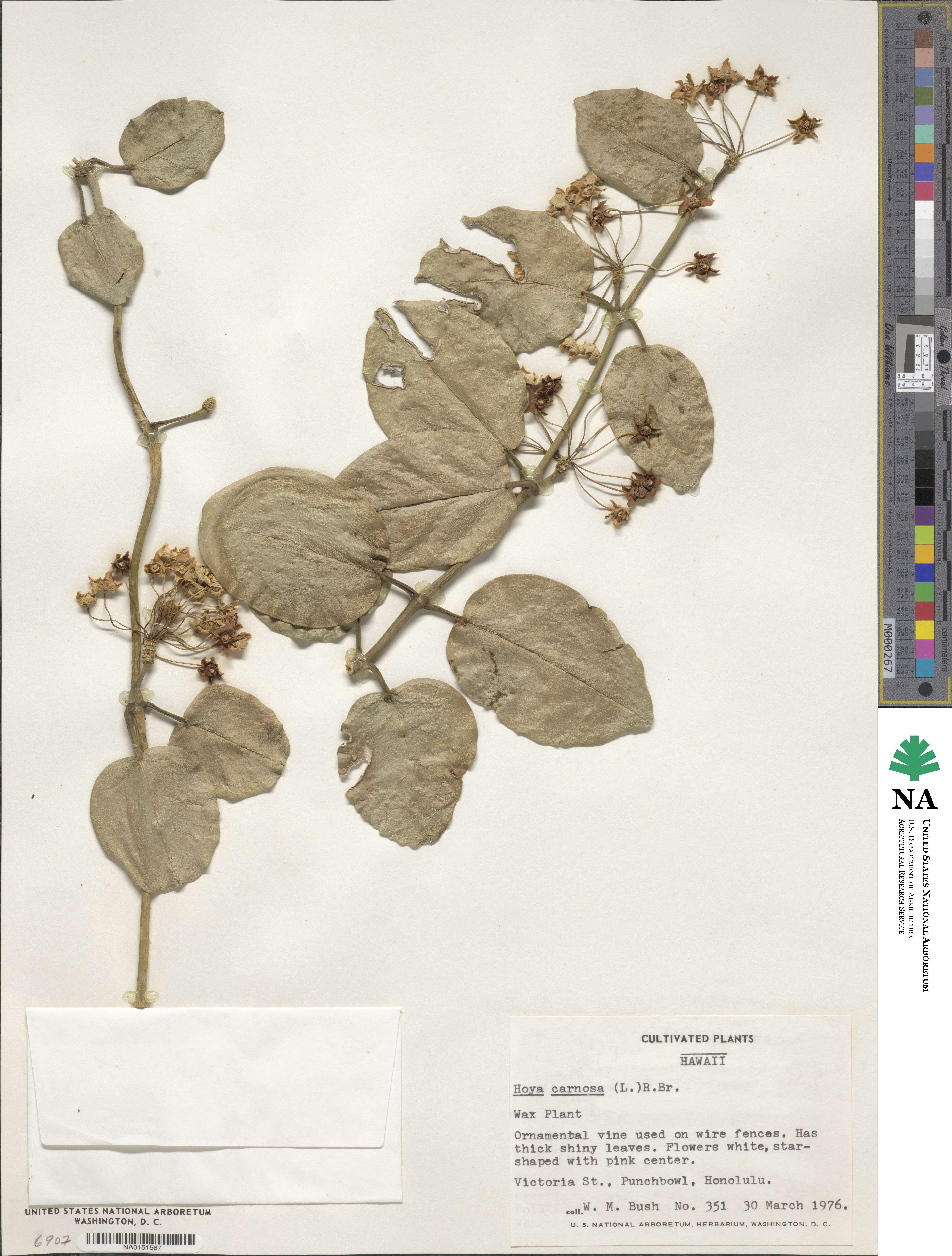 Tylophora carnosa image