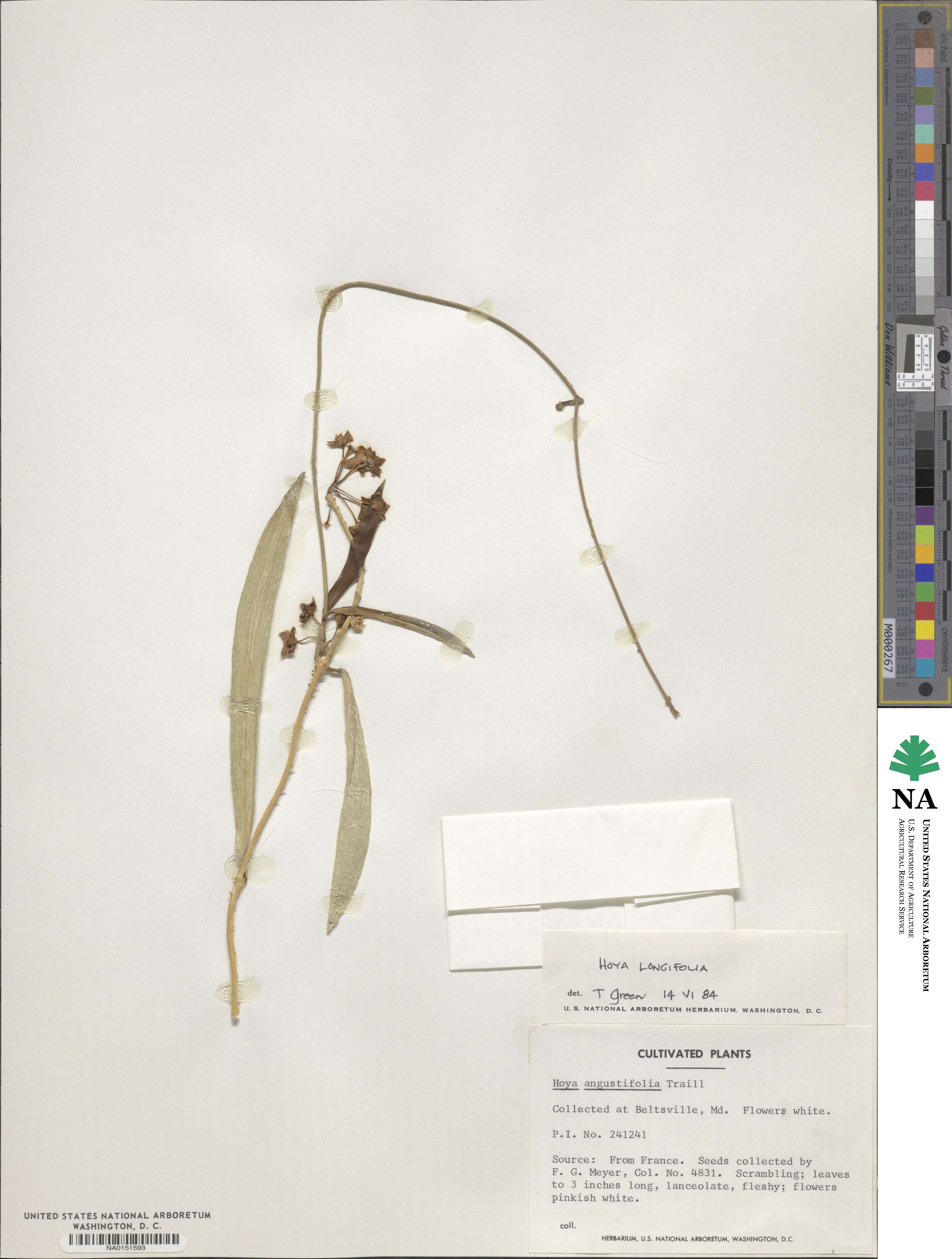 Vincetoxicum angustifolium image