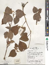 Houttuynia cordata image