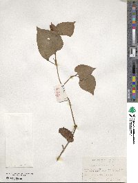 Houttuynia cordata image