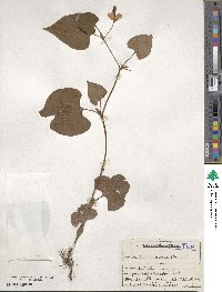 Houttuynia cordata image