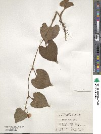 Houttuynia cordata image