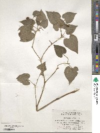 Houttuynia cordata image