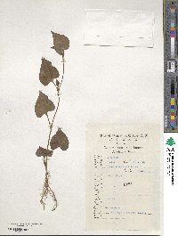 Houttuynia cordata image