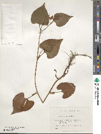 Houttuynia cordata image