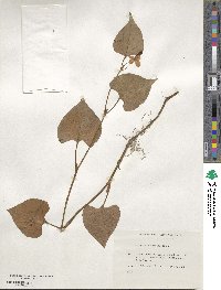 Houttuynia cordata image