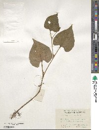 Houttuynia cordata image