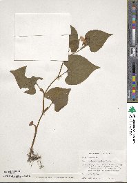 Houttuynia cordata image