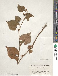 Houttuynia cordata image