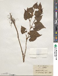 Houttuynia cordata image