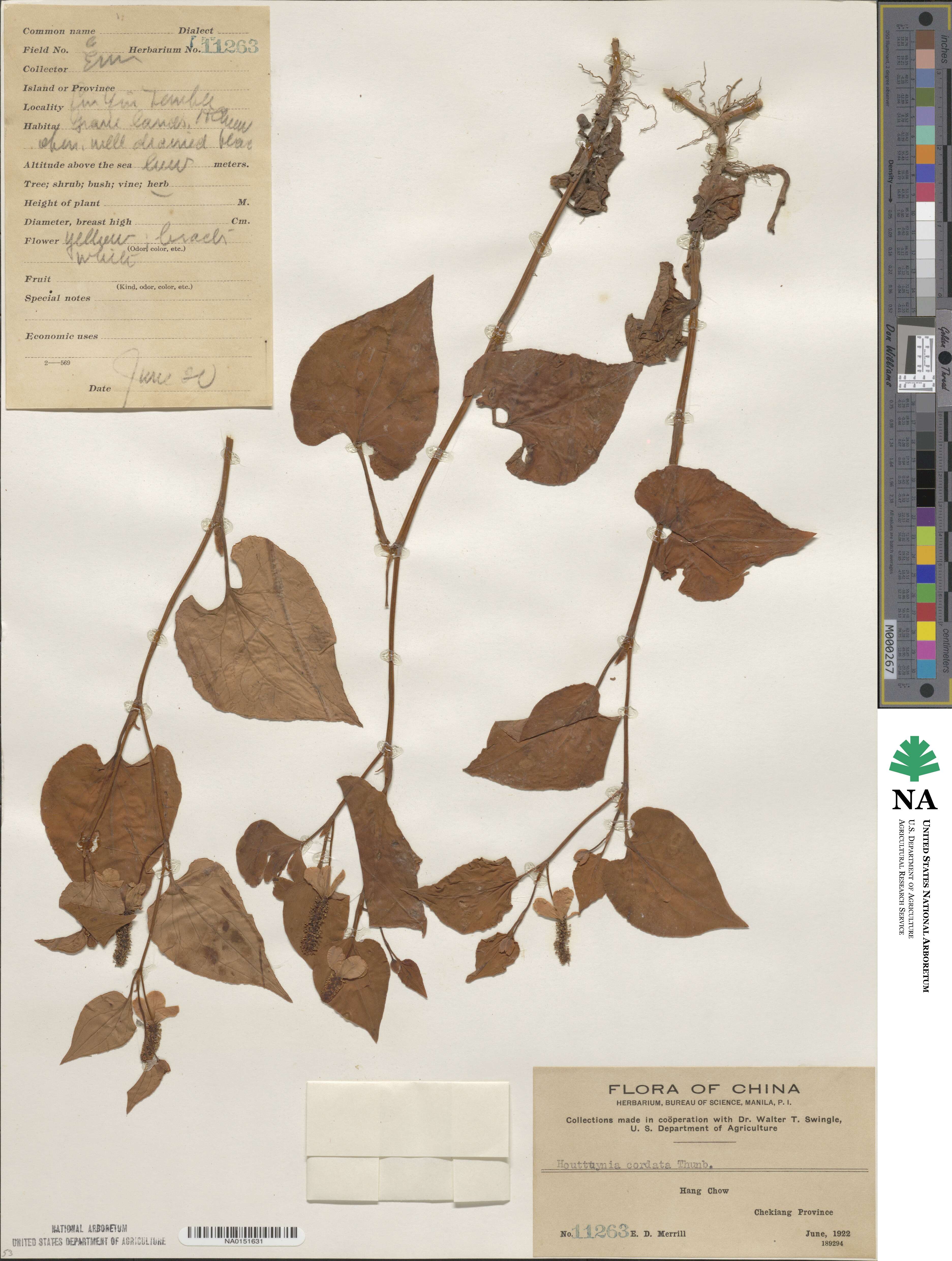 Houttuynia cordata image