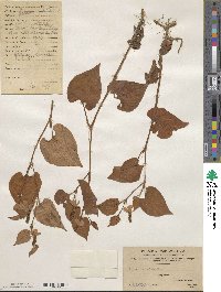 Houttuynia cordata image