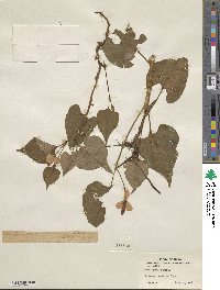 Houttuynia cordata image