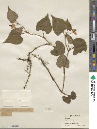 Houttuynia cordata image