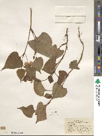 Houttuynia cordata image