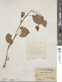 Houttuynia cordata image