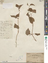 Houttuynia cordata image