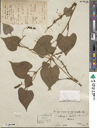 Houttuynia cordata image