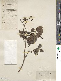 Houttuynia cordata image