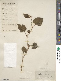 Houttuynia cordata image